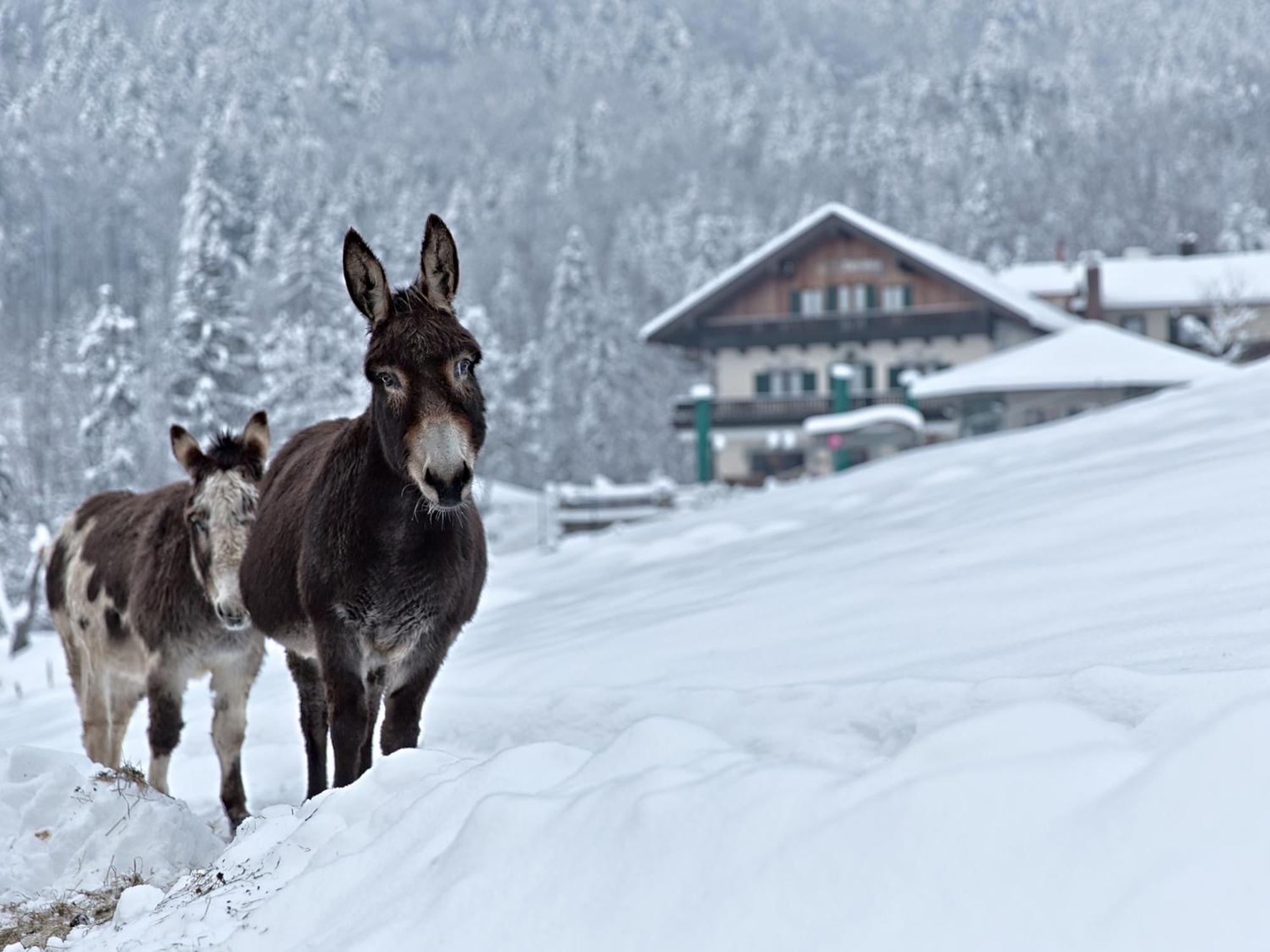 Berggasthof Hotel Duftbraeu I Ruhige Alleinlage I Mitten Im Gruenen Samerberg Exteriér fotografie
